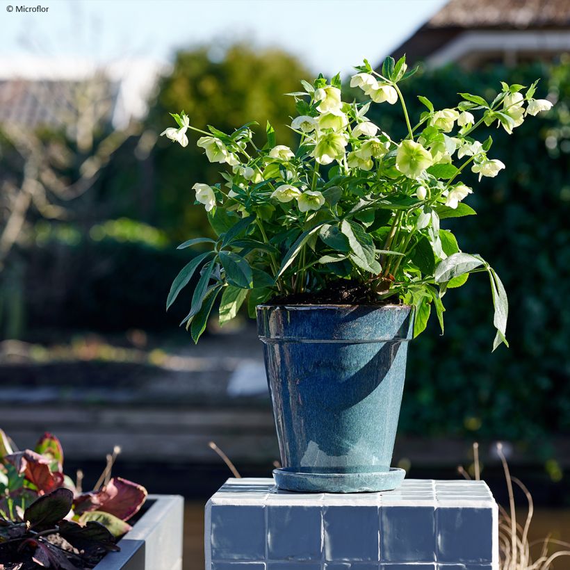 Hellébore orientale ViV Cinzia (Port)