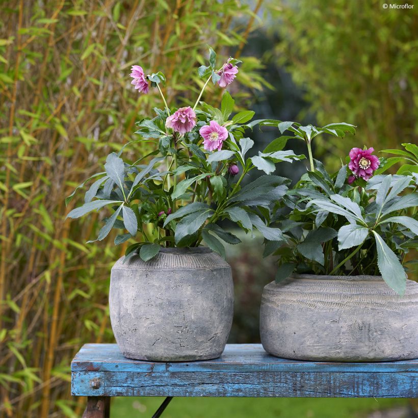 Hellébore orientale ViV Elena (Port)