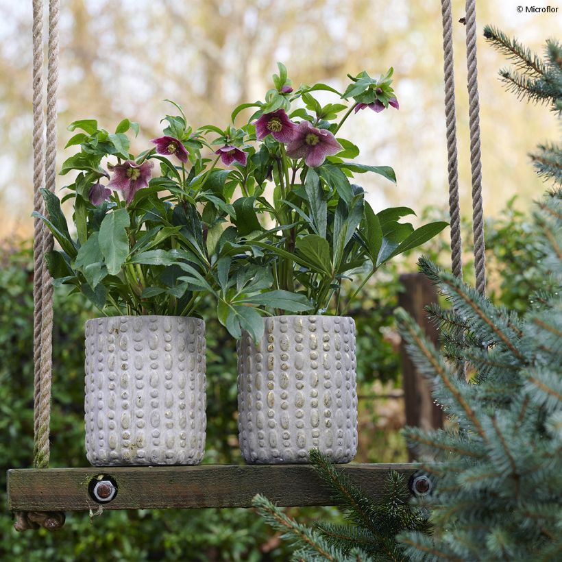 Hellébore orientale ViV Eloisa (Port)