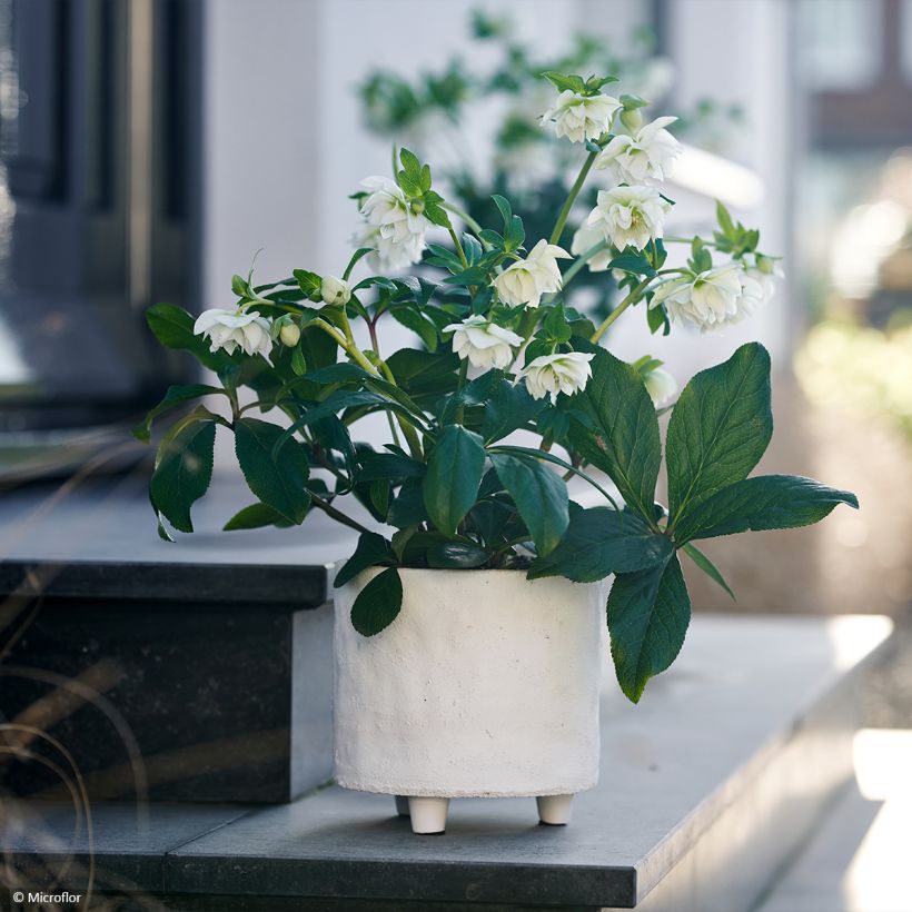 Hellébore orientale ViV Gianina (Port)