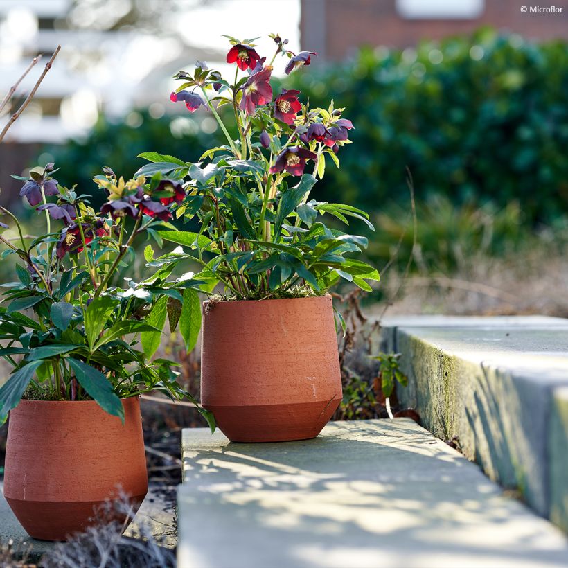 Hellébore orientale ViV Halina (Port)