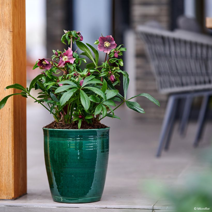 Hellébore orientale ViV Liliana (Port)