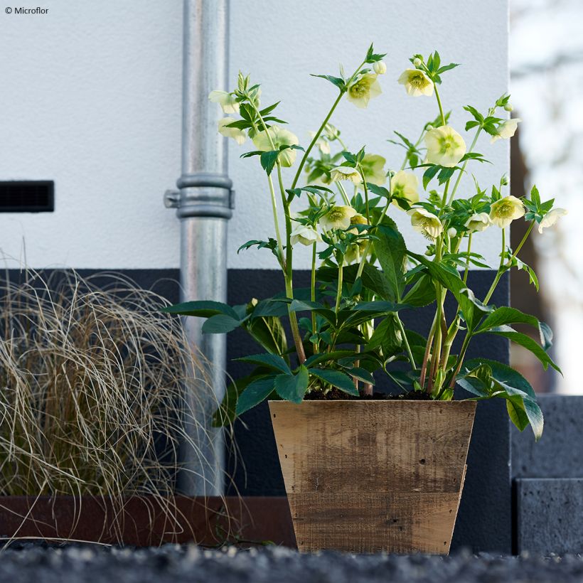 Hellébore orientale ViV Lucrezia (Port)