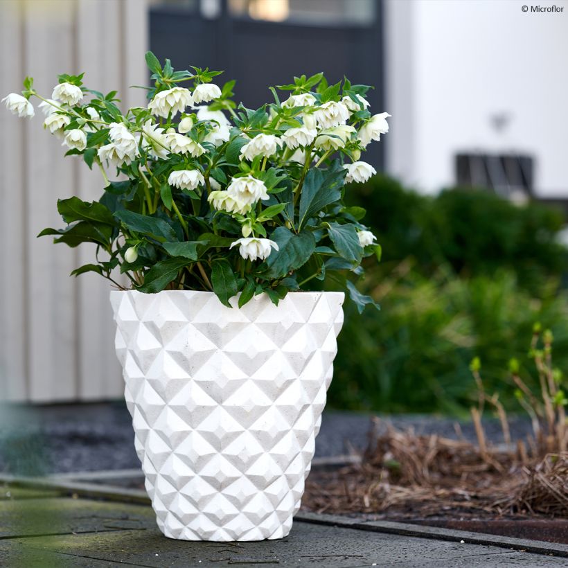 Hellébore orientale ViV Micaela (Port)