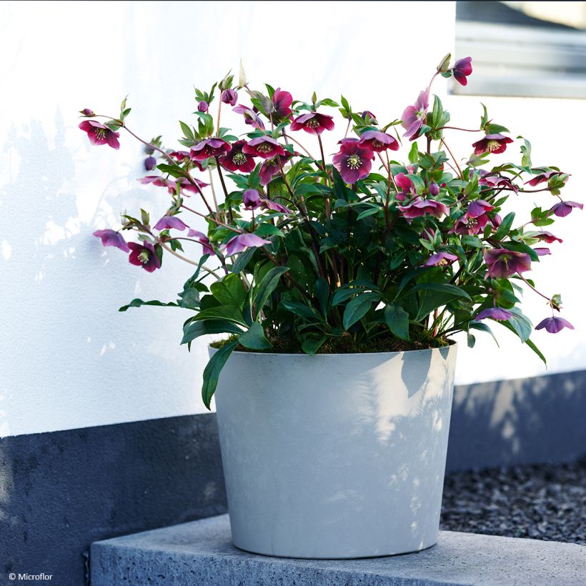 Hellébore orientale ViV Milana (Port)