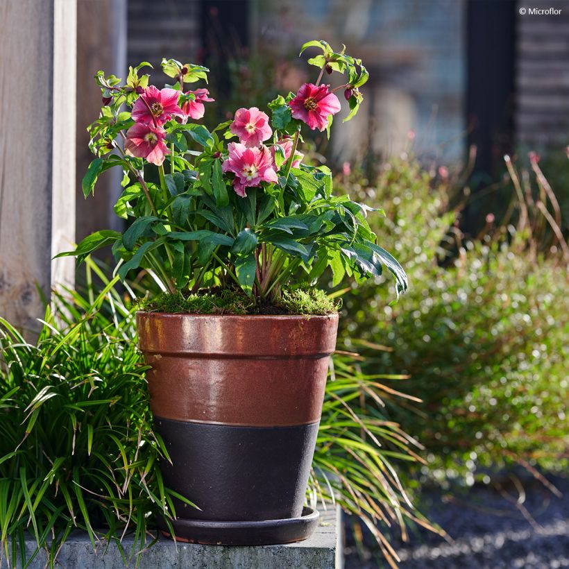 Hellébore orientale ViV Patrizia (Port)