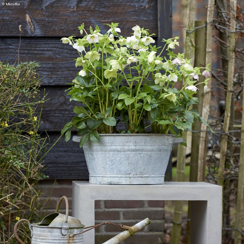 Hellébore orientale ViV Rosa (Port)