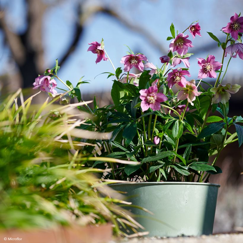 Hellébore orientale ViV Teresa (Port)