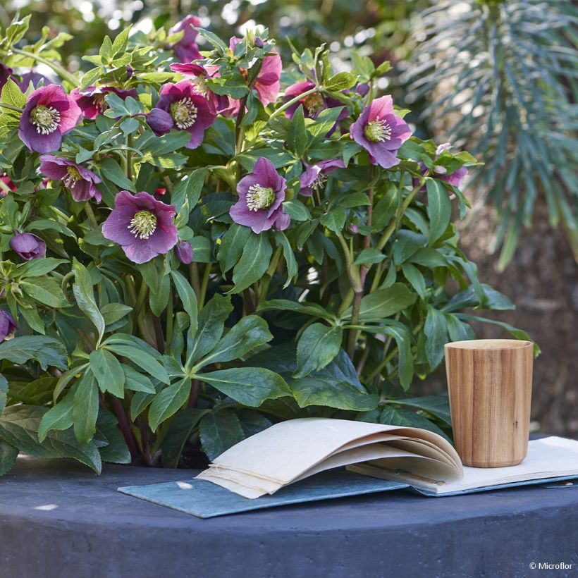 Hellébore orientale ViV Valentina (Port)