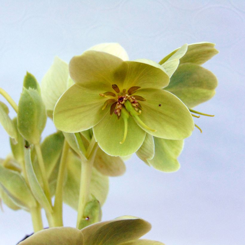 Hellébore de Corse - Helleborus argutifolius  (Floraison)