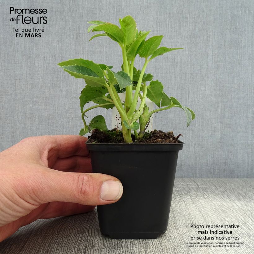 Spécimen de Hellébore de Corse - Helleborus argutifolius  Godet de 8/9 cm tel que livré au printemps