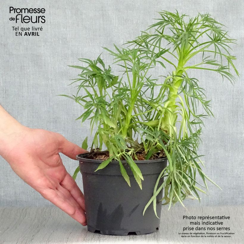 Example of Hellébore foetidus Bowles Form Pot de 2L/3L as you get in printemps