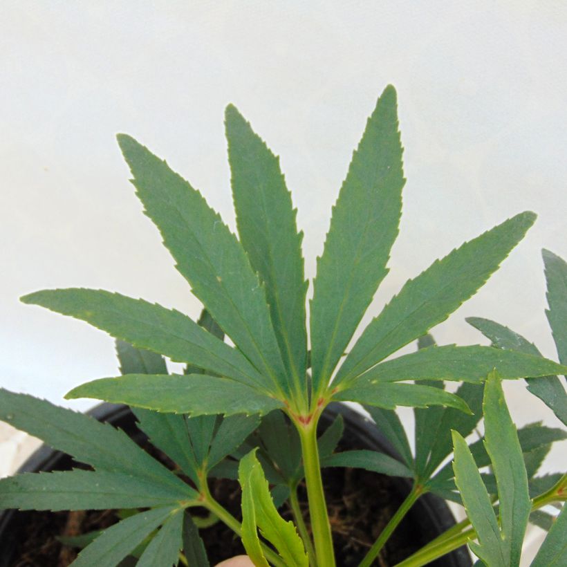 Helleborus foetidus Sopron (Feuillage)