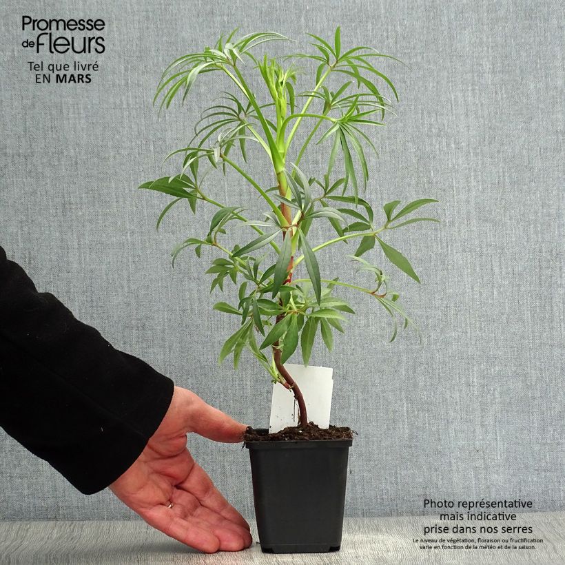 Spécimen de Hellébore foetidus Wester Flisk Godet de 8/9 cm tel que livré au printemps