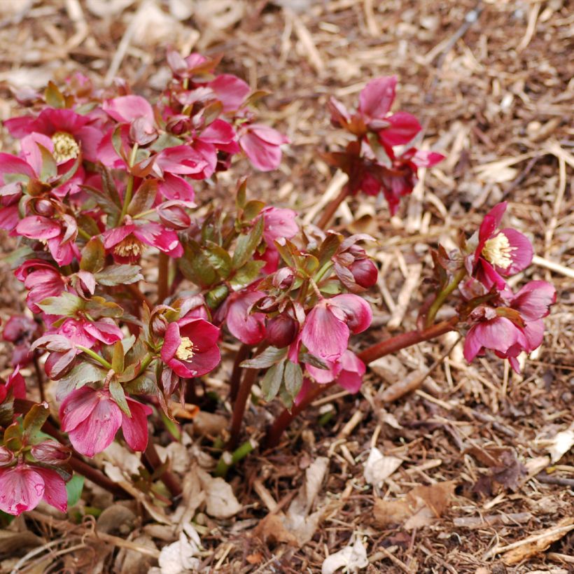 Hellébore hybridus Vesta (Port)