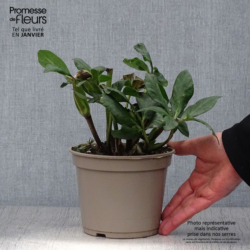 Spécimen de Hellébore lemperii Leona Pot de 2L/3L tel que livré en hiver