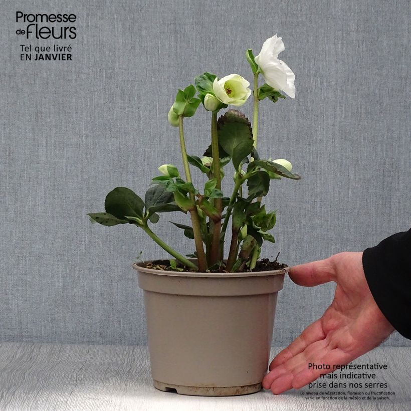 Spécimen de Hellébore lemperii Linn Pot de 2L/3L tel que livré en hiver