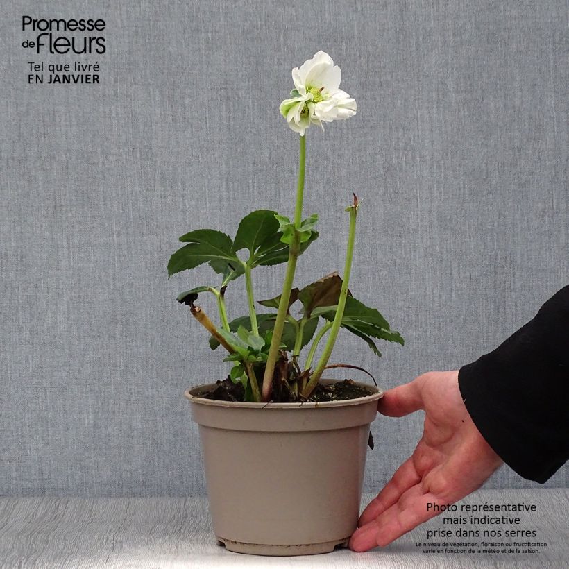 Spécimen de Hellébore lemperii Lisann Pot de 2L/3L tel que livré en hiver