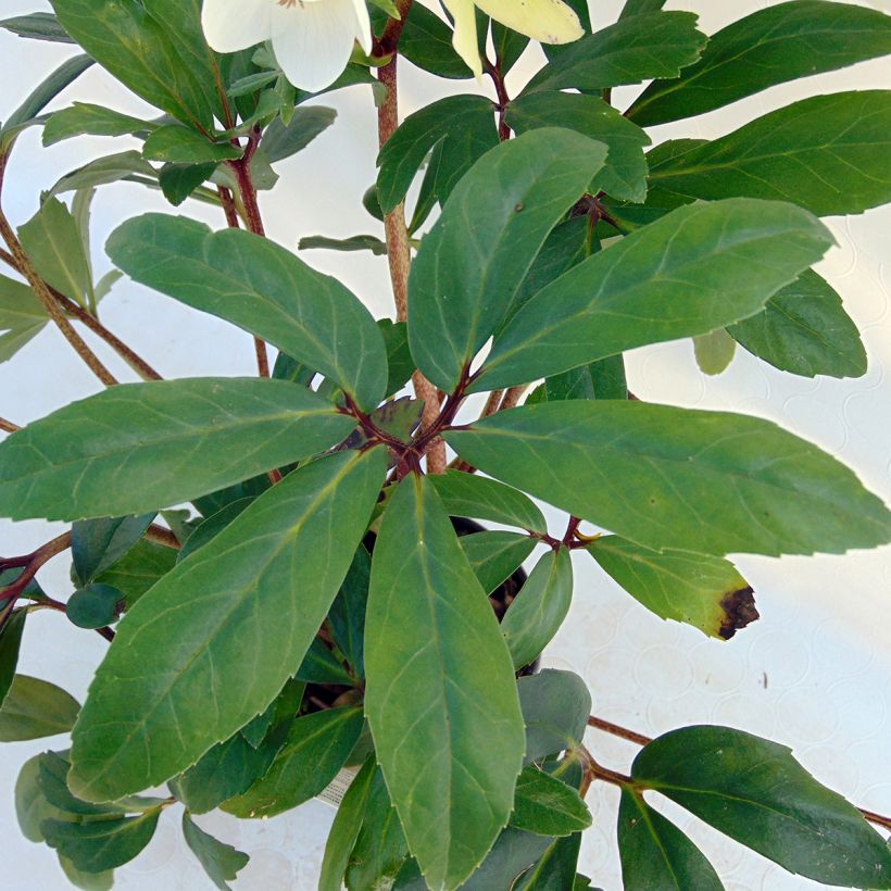 Hellébore niger - Rose de Noël (Foliage)