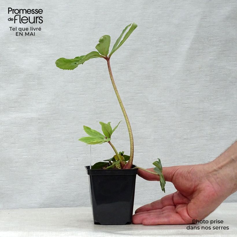 Example of Hellébore niger - Rose de Noël Godet de 8/9 cm as you get in printemps