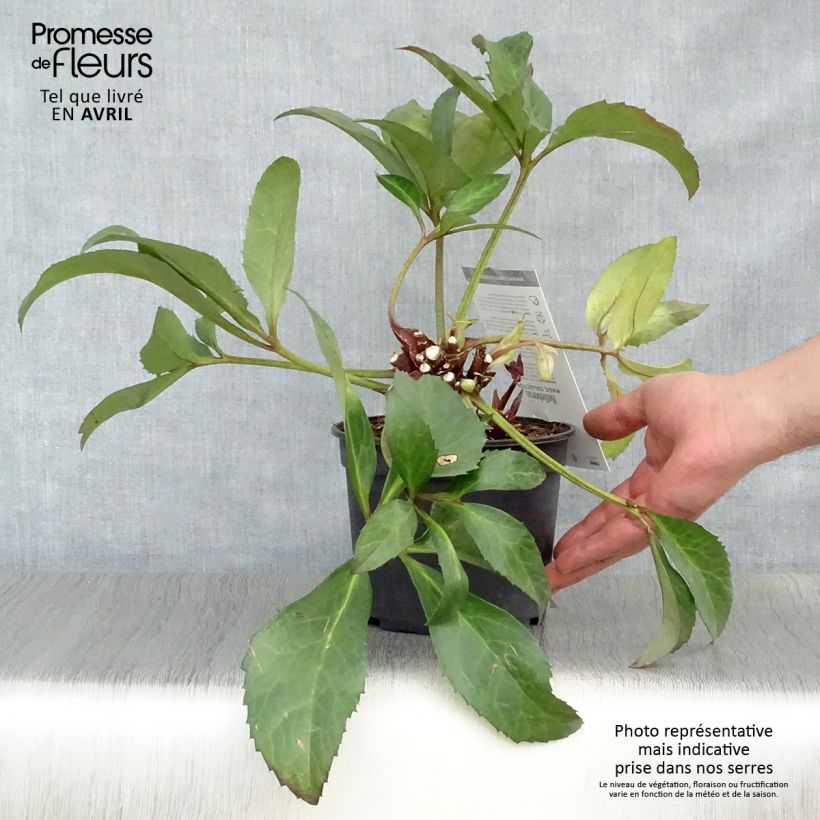 Spécimen de Hellébore nigercors Candy Love Pot de 2L/3L tel que livré au printemps