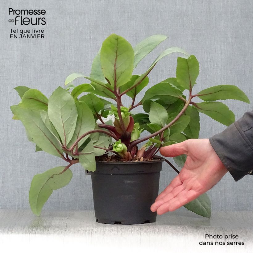 Spécimen de Hellebore nigercors Royal Sofia Pot de 2L/3L, Pot de 17cm tel que livré en hiver