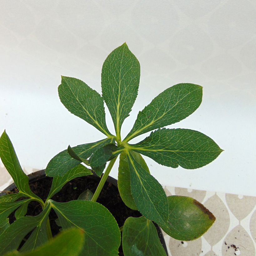 Hellébore orientale Abricot (Feuillage)