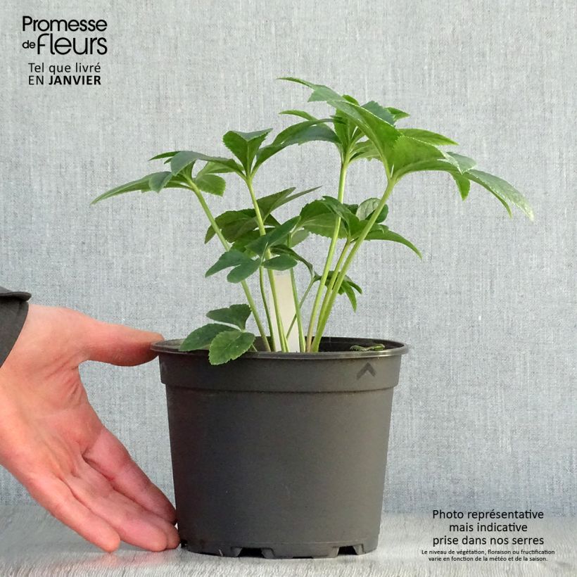 Spécimen de Hellébore orientale Anémone Abricot Pot de 2L/3L tel que livré en hiver