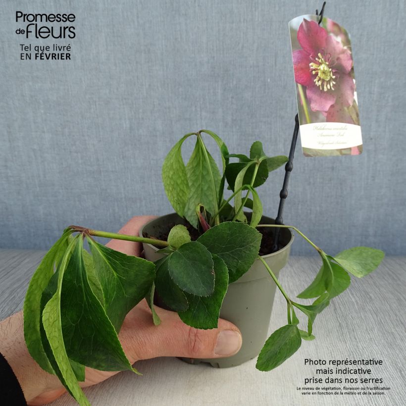 Spécimen de Hellébore orientale Anémone Rouge Pot de 12 cm / 13 cm tel que livré en hiver