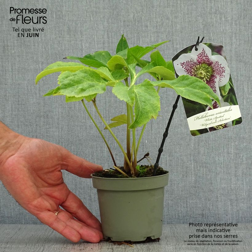 Spécimen de Hellébore orientale Blanc guttatus Pot de 12 cm / 13 cm tel que livré en été