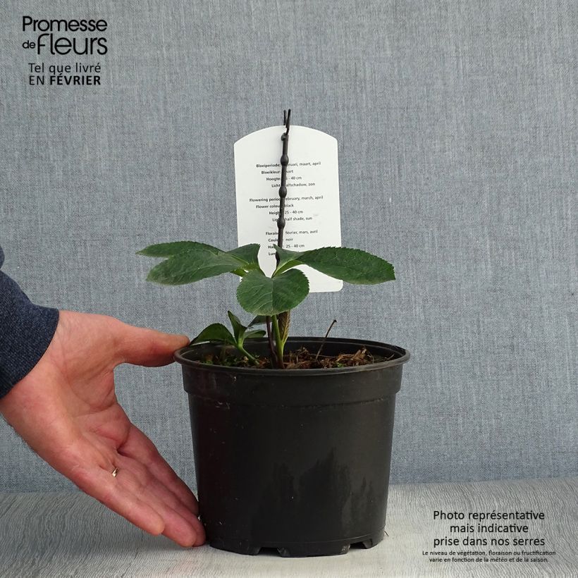 Example of Hellébore orientale Double Noire Pot de 2L/3L as you get in hiver