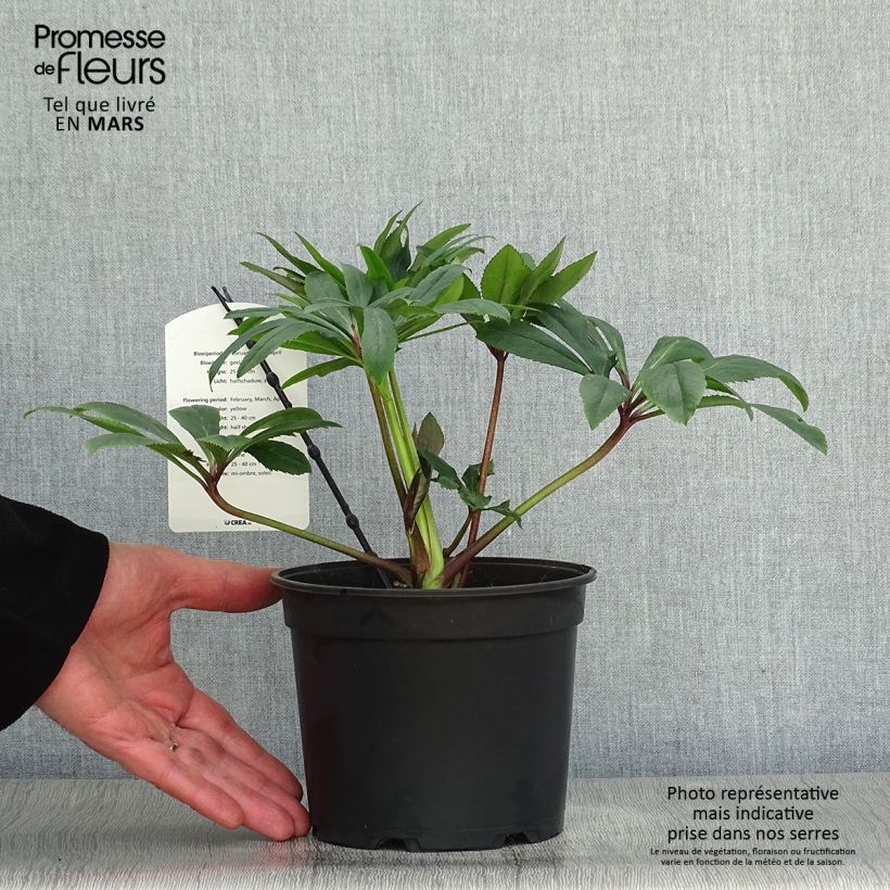 Spécimen de Hellébore orientale Double jaune primevère Pot de 2L/3L tel que livré au printemps