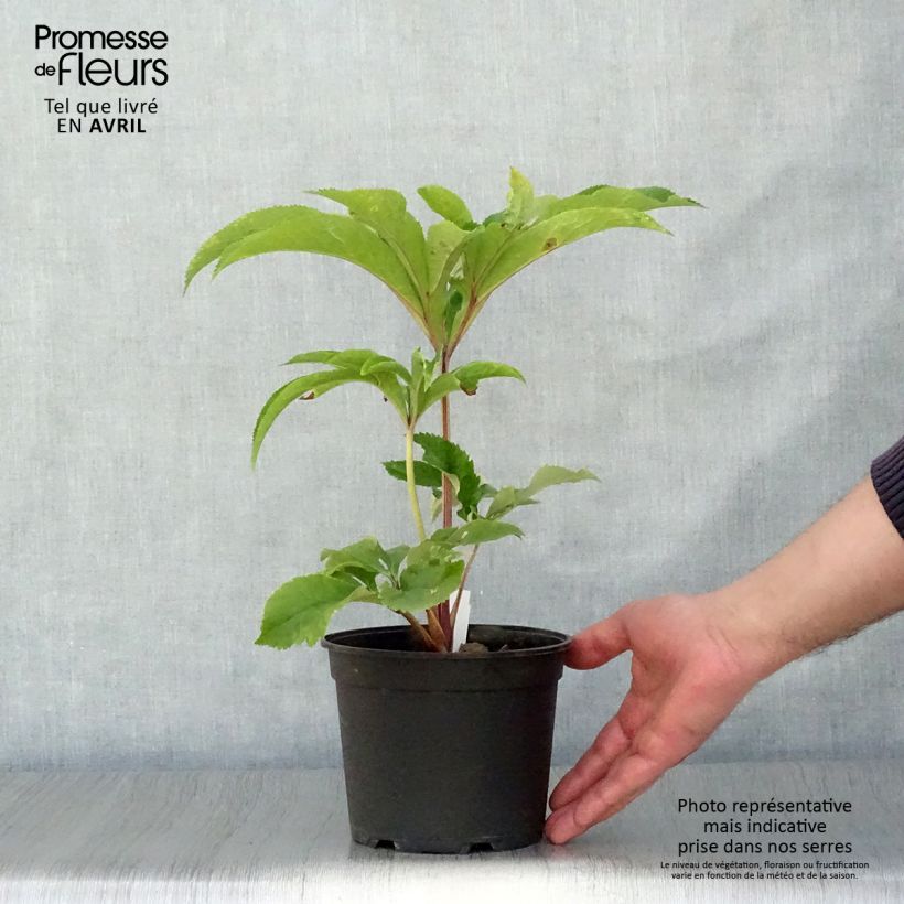 Spécimen de Hellébore orientale Fuchsia à coeur Jaune Pot de 2L/3L tel que livré au printemps