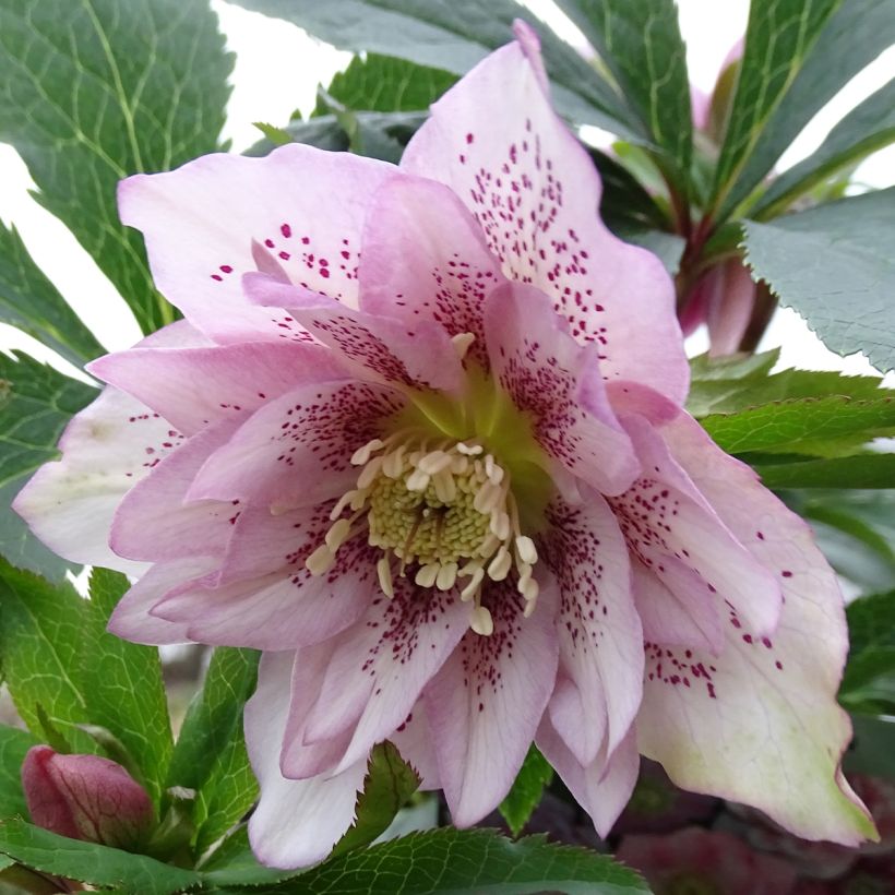 Hellebore orientale Magic Double rose (Flowering)