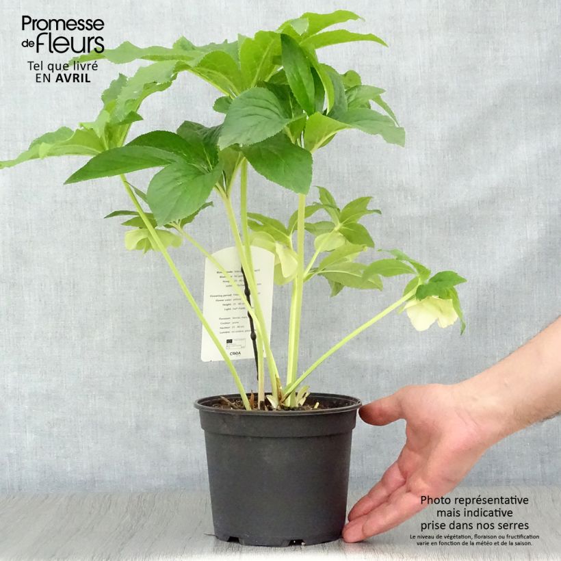 Spécimen de Hellébore orientale Super Yellow Pot de 2L/3L tel que livré au printemps