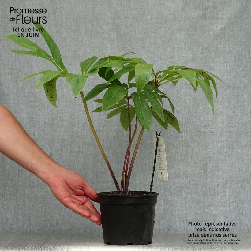 Spécimen de Hellébore orientale Verte Pot de 2L/3L tel que livré en été