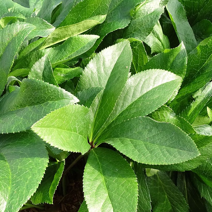 Hellébore orientale ViV Amalia (Feuillage)