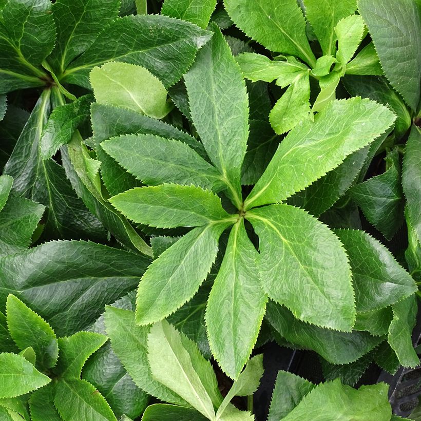 Hellébore orientale ViV Antonella (Feuillage)