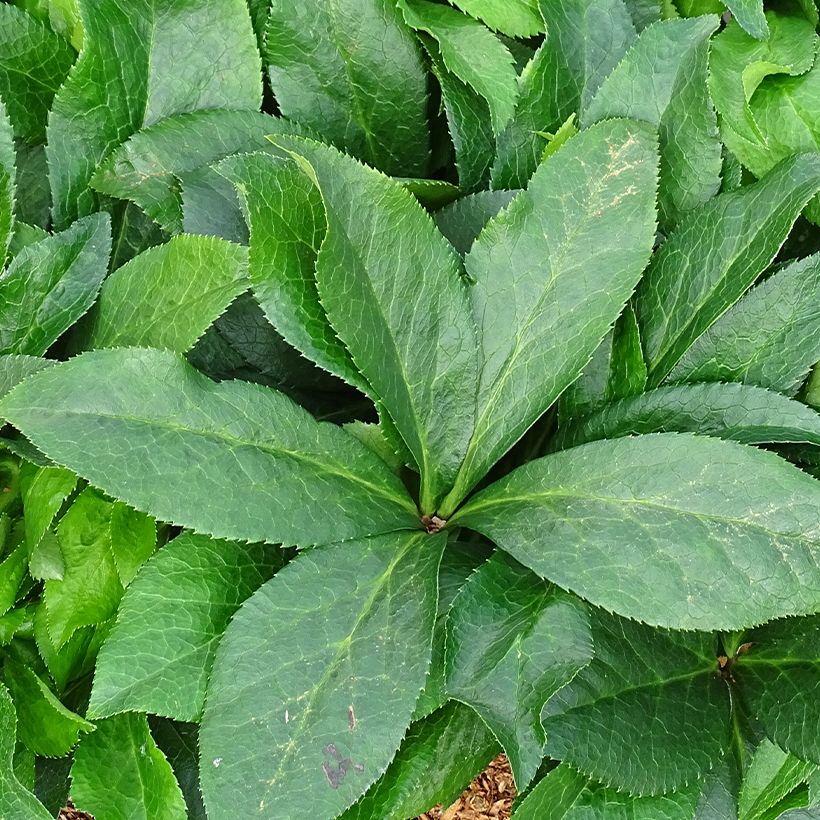 Hellébore orientale ViV Ariana (Feuillage)