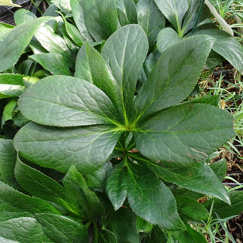 Hellébore orientale ViV Batista (Feuillage)