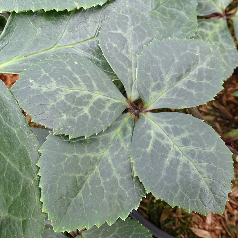 Hellébore oriental ViV Bianca (Feuillage)