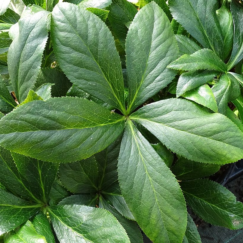 Hellébore orientale ViV Carlotta (Feuillage)