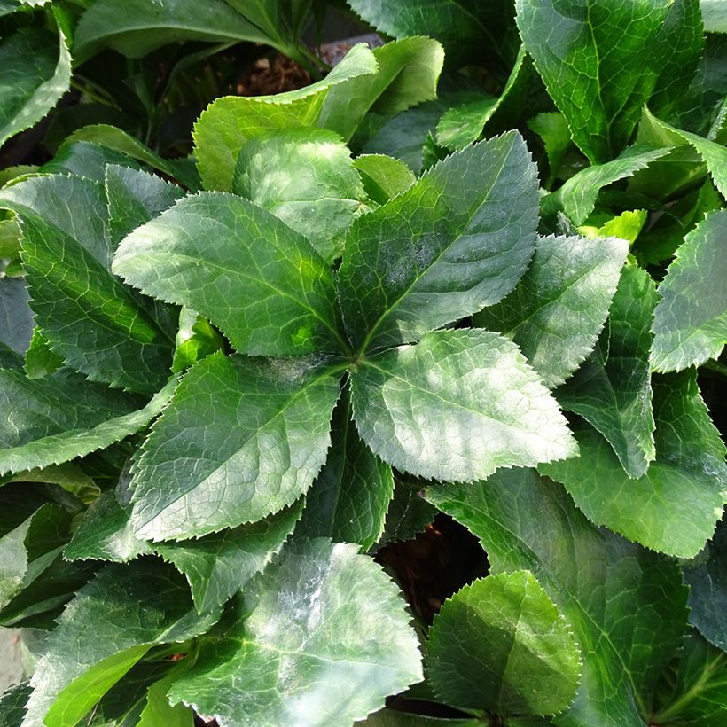 Hellébore orientale ViV Catharina (Feuillage)