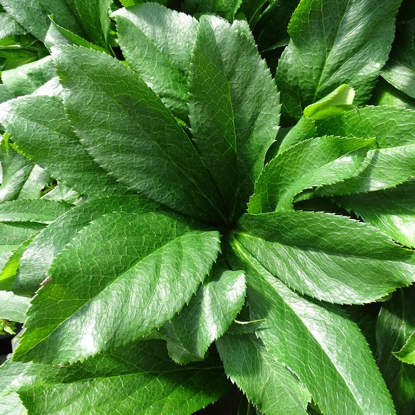 Hellébore orientale ViV Cinzia (Feuillage)