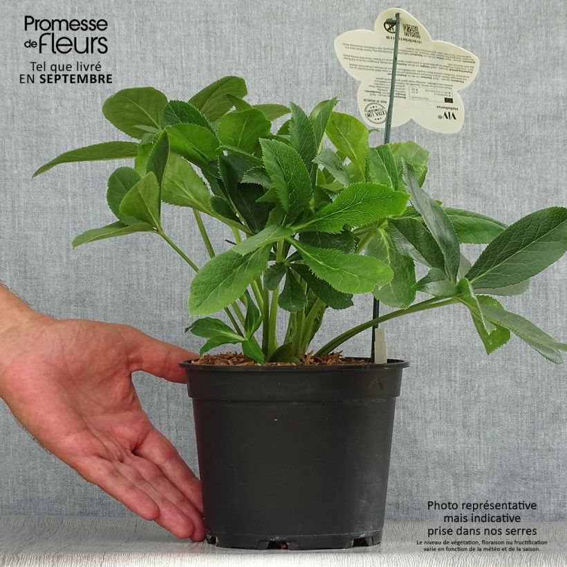 Spécimen de Hellébore orientale ViV Clarissa Pot de 2L/3L tel que livré en automne