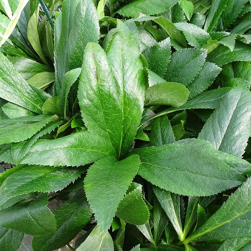 Hellébore orientale ViV Elsa (Feuillage)