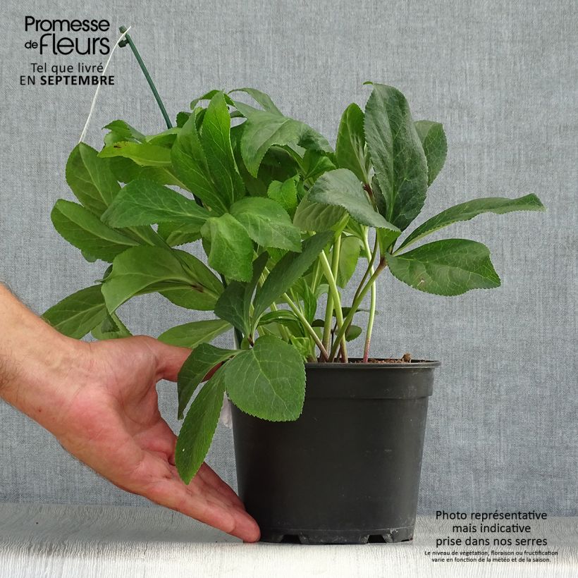 Spécimen de Hellébore orientale ViV Gianina Pot de 2L/3L tel que livré en automne