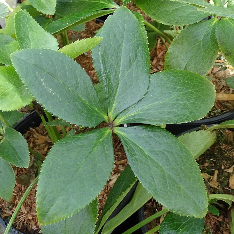 Hellébore orientale ViV Giorgia (Feuillage)