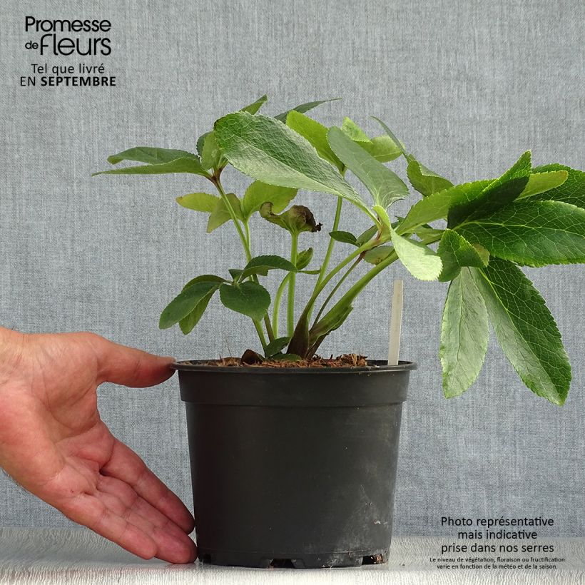 Spécimen de Hellébore orientale ViV Giorgia Pot de 2L/3L tel que livré en automne