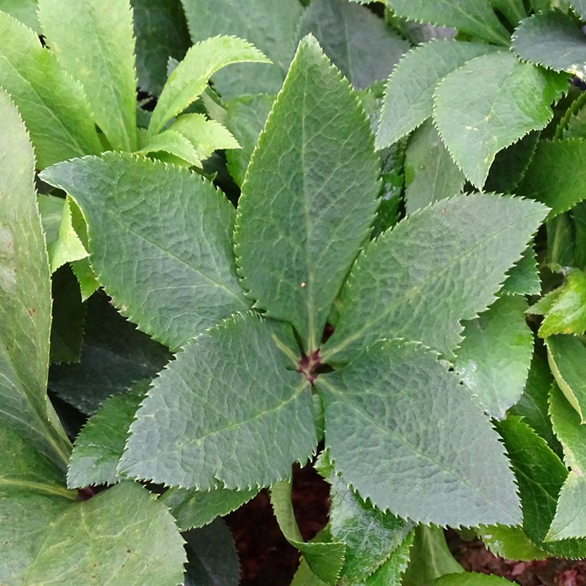 Hellébore orientale ViV Isabella (Feuillage)